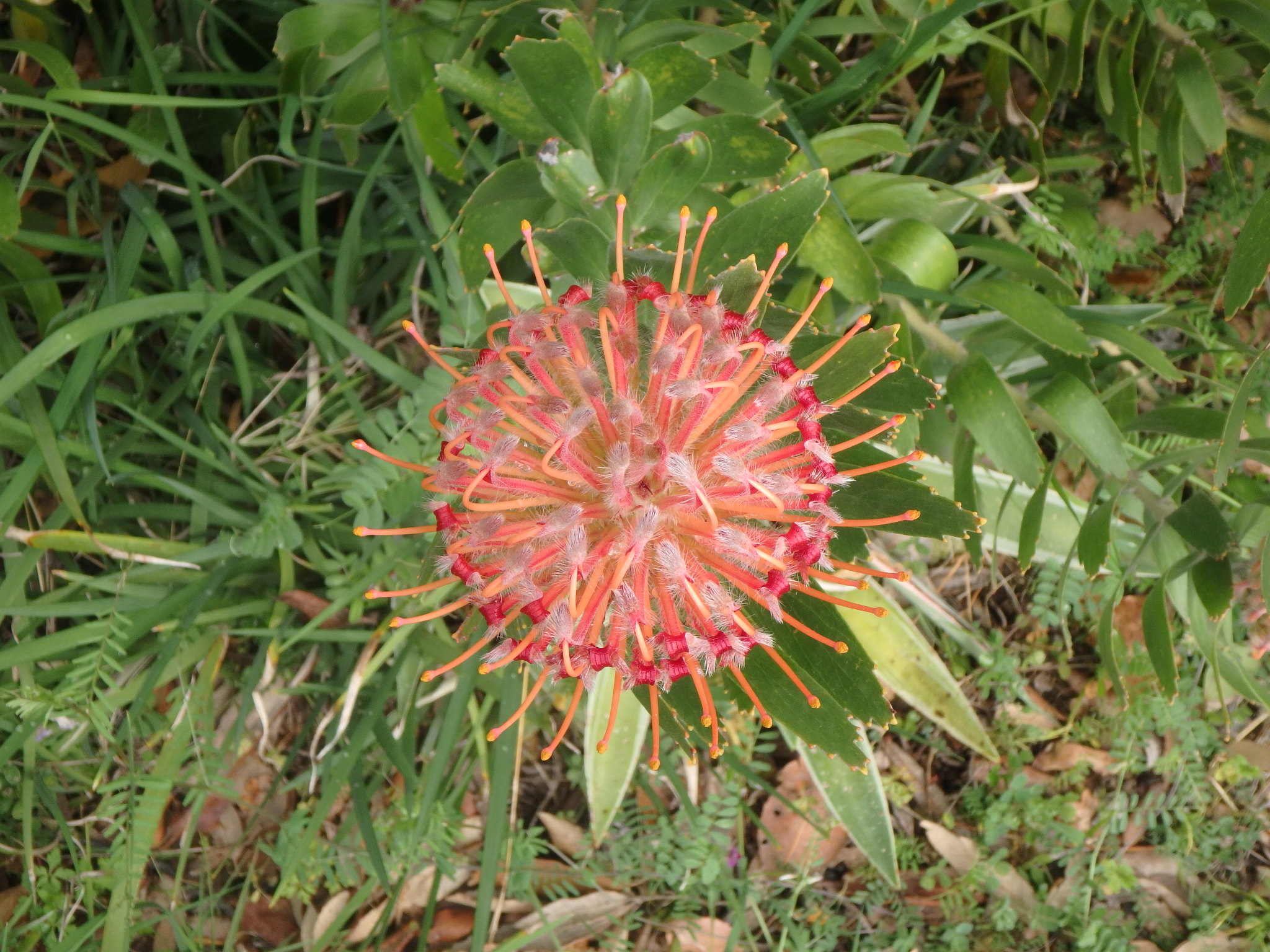 Aurea Prima Sata Est Aetas Aurea prima sata est… | Autobi passabant completi