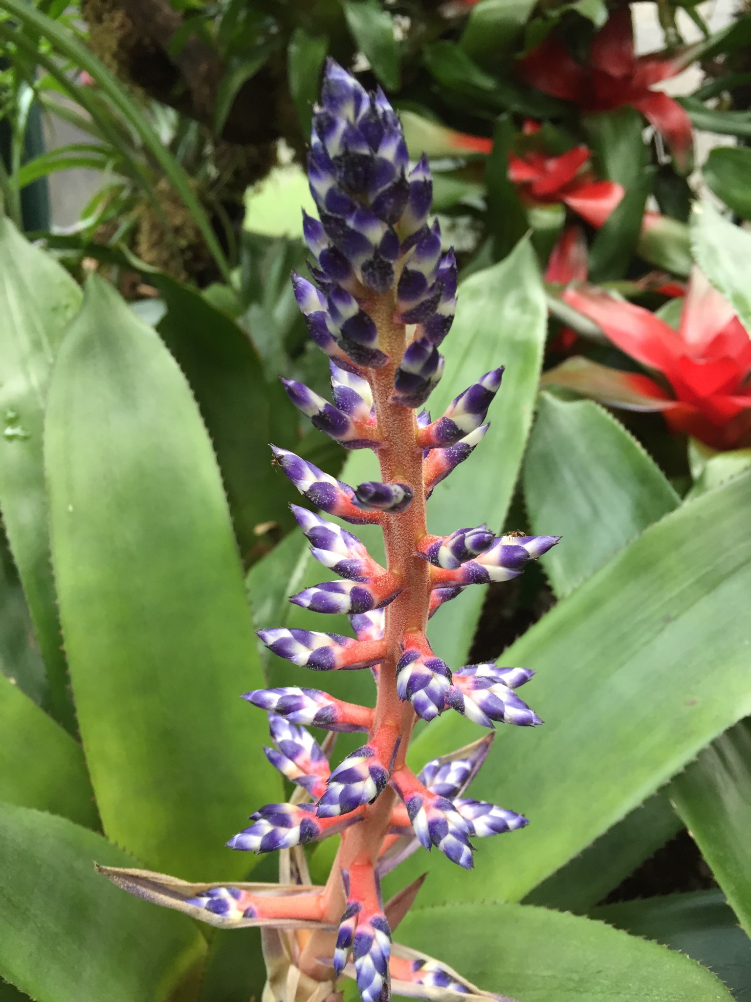 Aurea Prima Sata Est Aetas Aurea prima sata est… | Autobi passabant completi